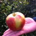 Appels plukken en pompoenenmarkt