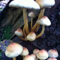 Herfst = genieten....
