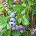 Blauwe bessen cake