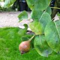 Mijn appel- en perenboom in juli