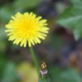 De paardenbloem: familierecept.