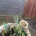 De eerste crocus in de mand