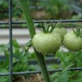 Groene tomatenjam