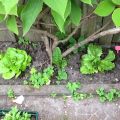 Eten uit je eigen tuin