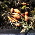Een winterverrassing uit de moestuin