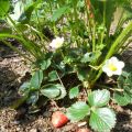 Experimenten met aardbeien