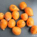 Yeni dünya (of Malta eriği) (loquat)