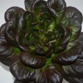 geitenkaastaart met salade