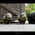 RIP Rostje (°1997? -1998? - 7/12/2012)