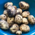 Aardappels uit eigen tuin