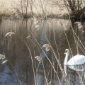 Nog steeds geen lente ...