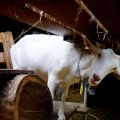 Goat Cheese at Geitenboerderij Ridammerhoeve
