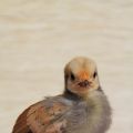 Chicks