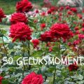 50 geluksmomentjes!