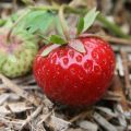 Het wel en een klein beetje wee van de moestuin