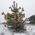 Gratis kerstbomen op de Veluwe