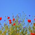 bloemen