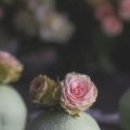 Zweedse Prinsesse Taartjes