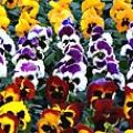 Gesuikerde viooltjes (1)