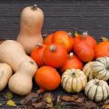 Pompoenoogst 2014