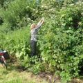 Vlierbloesemsiroop 2012 (1)