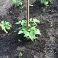 Hoe gaat het met de moestuin op begin juni 2017