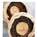 Romige paddenstoelen-saus. Kan bij vele soorten[...]