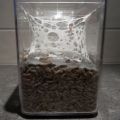 Beestjes, allemaal beestjes