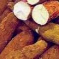 Cassave - zoete aardappelkoekjes