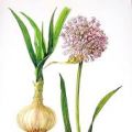Knoflook en Bieslook