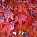 Herfst