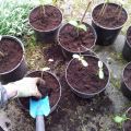 begin van de lente: zaaien en omplanten!