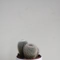 Kringloopvaas en cactussen!
