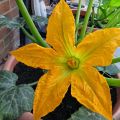 Courgette planten
