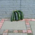 Grote courgettes