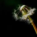 A picture a day ...