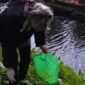 Paardebloem'honing’