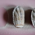 madeleines (GF)