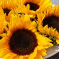 De zonnebloem de heilige plant uit Zuid Amerika