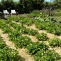 Moestuinieren doorgaan of stoppen