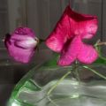 De allerlaatste Lathyrus