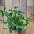 Eigen stevia
