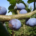 Confituur van blauwe mirabel