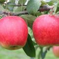 Gezonde voeding, is de blog goed bezig? (deel2)