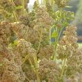 Qui wattes? oh...quinoa