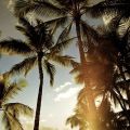 Tropical and awesome