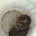 2 pleegkindjes in ons huis