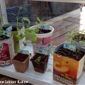 AH moestuintje #4