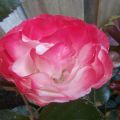 Zomerse taferelen in de tuin met de BBQ-geurige[...]