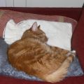 My grumpy old red
